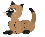 Cat Gif (20).gif