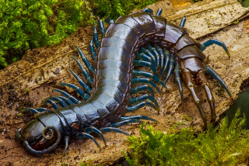 con-ret-ethmostigmus-trigonopodus__06129.jpg