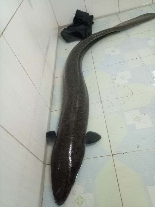 dau-nam-bat-duoc-ca-lech-khung-dai-16-m-nang-10-kg-ca-lech-1514783673-482-width540height720.jpg