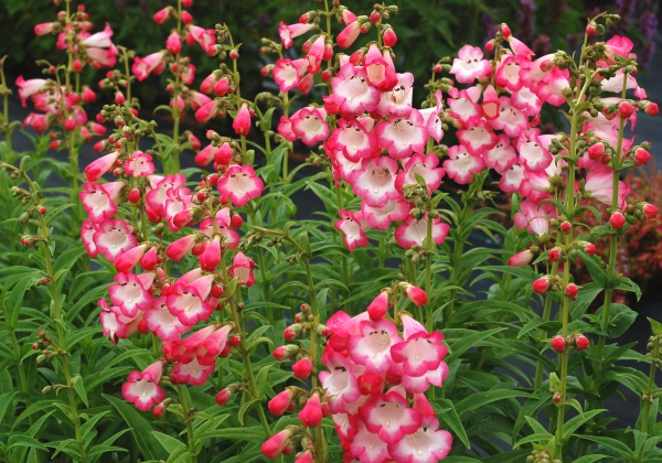 penstemon-01[1].jpg