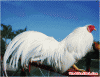 doc-dao-cuoc-thi-hoa-vuong-ga-tai-tphcm-a19709.gif