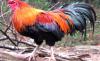 Gatrong28