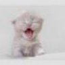 cat u