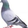 bồ câu